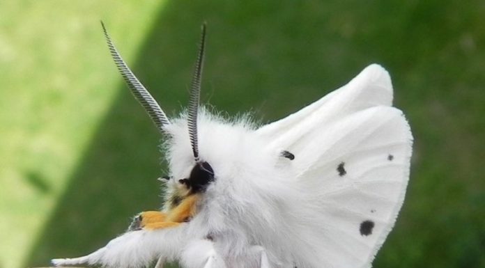 Красивейшая моль в мире