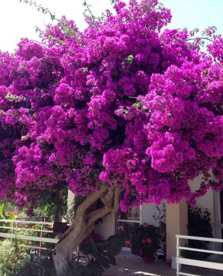 ТОП-10 самых смертоносных организмов на вашем заднем дворе