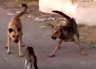 12 ЖИВОТНЫХ, КОТОРЫЕ ПОТЕРЯЛИ СВОЙ СТРАХ