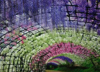 Тоннель из глициний Вистерия