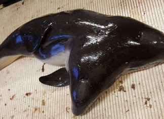 В Нидерландах рыбаки выловили дельфина-мутанта