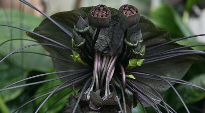 18 пугающих растений, которые словно явились к нам из ночных кошмаров