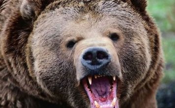 «Պյոտրը հանկարծակի կանգ առավ ու բարձր գոռաց». արջի հարձակման մասին պատմում է զոհվածի նշանածը